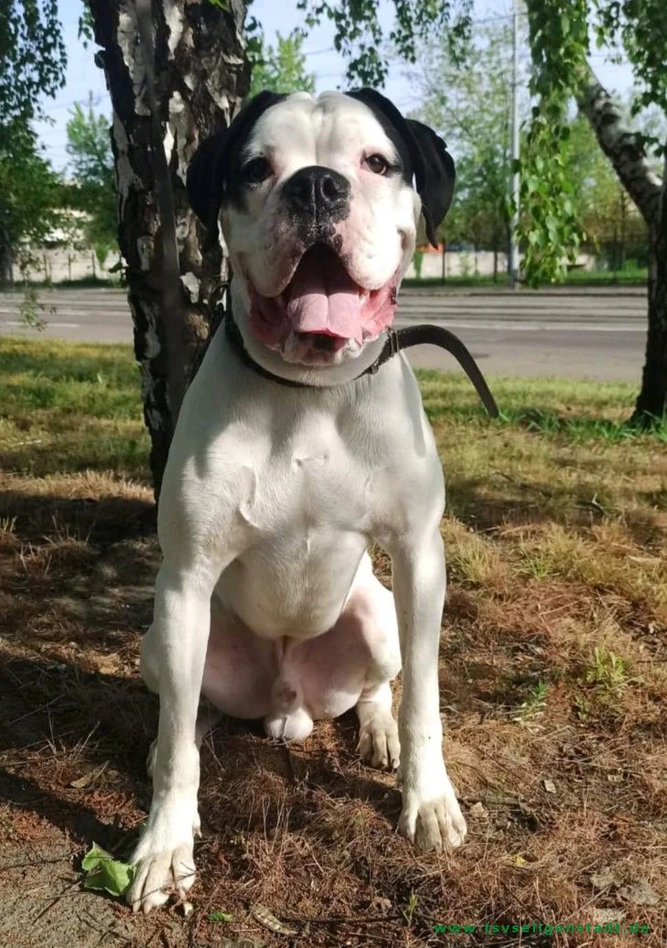 Masik, male 3yo Mixed Breed for adoption at Tierschutzverein Seligenstadt e.V.