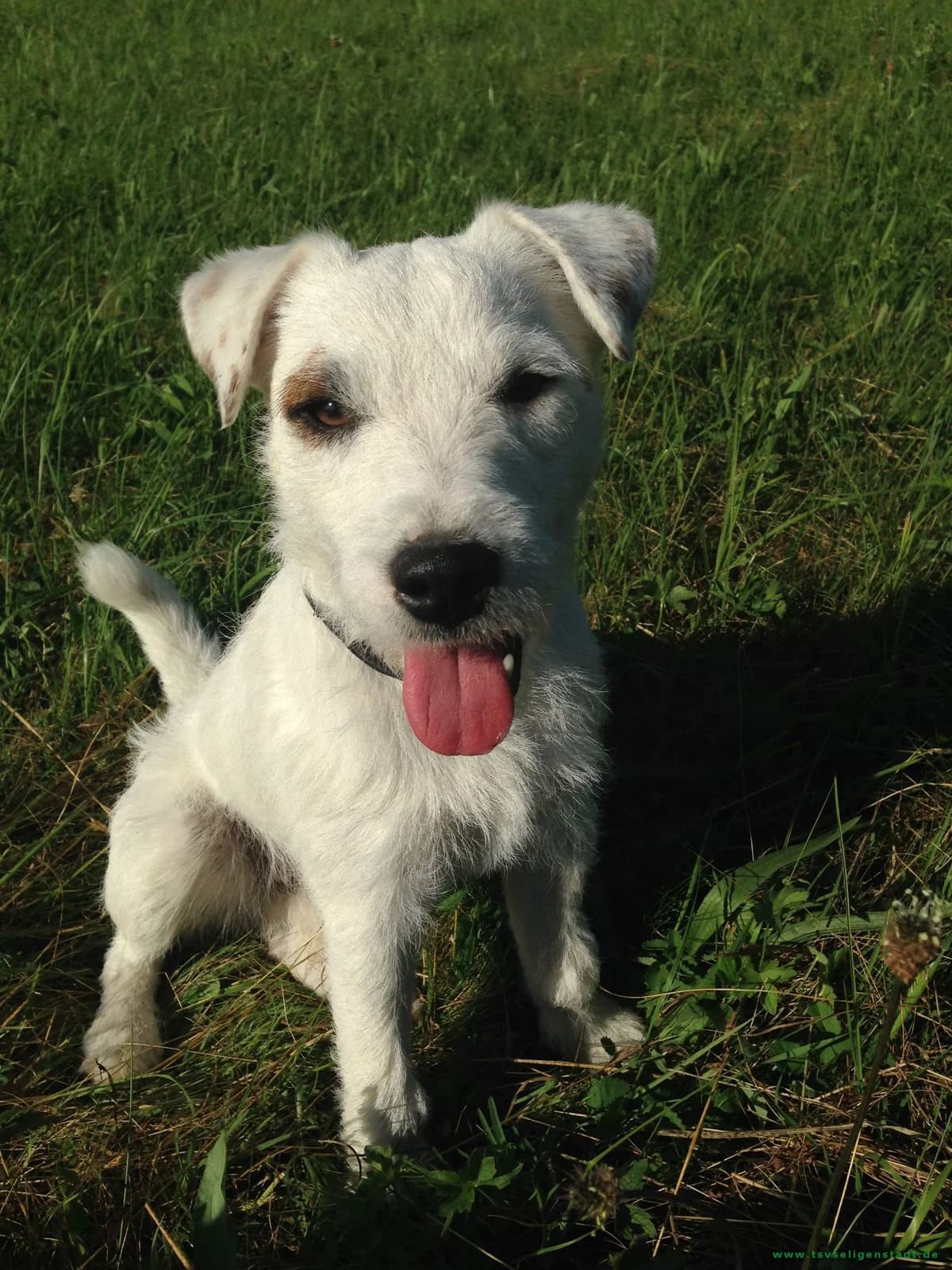 Nero, male senior Mixed Breed for adoption at Tierschutzverein Seligenstadt e.V.