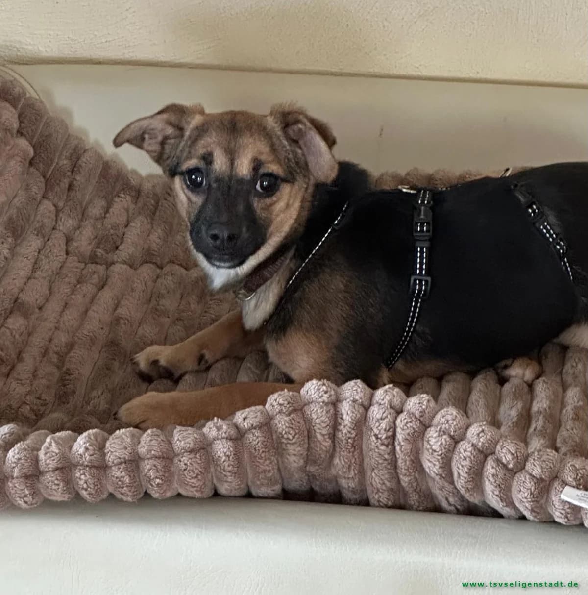 🌸 Vivi auf der Suche nach ihrem endgültigen Zuhause 🌸, female puppy Mixed Breed for adoption at Tierschutzverein Seligenstadt e.V.