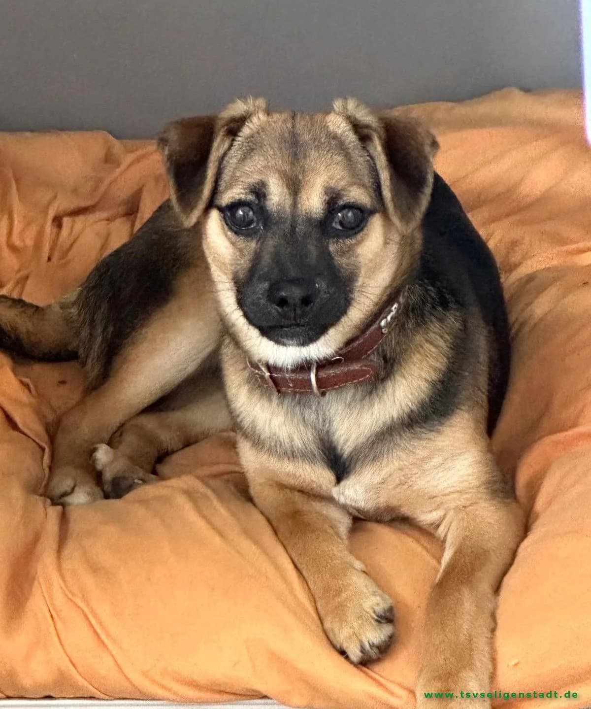 🍀 Sina sucht ein liebevolles Zuhause 🍀, female puppy Mixed Breed for adoption at Tierschutzverein Seligenstadt e.V.