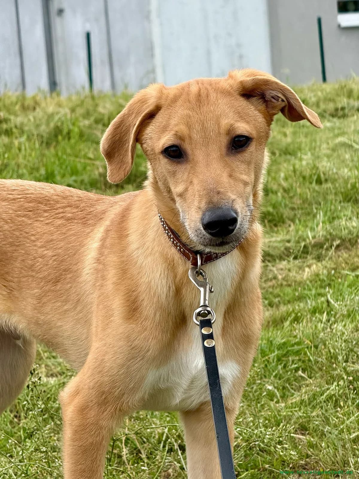 Buddy – auf der Suche nach seinem Glück 🍀🐾, male puppy Mixed Breed for adoption at Tierschutzverein Seligenstadt e.V.