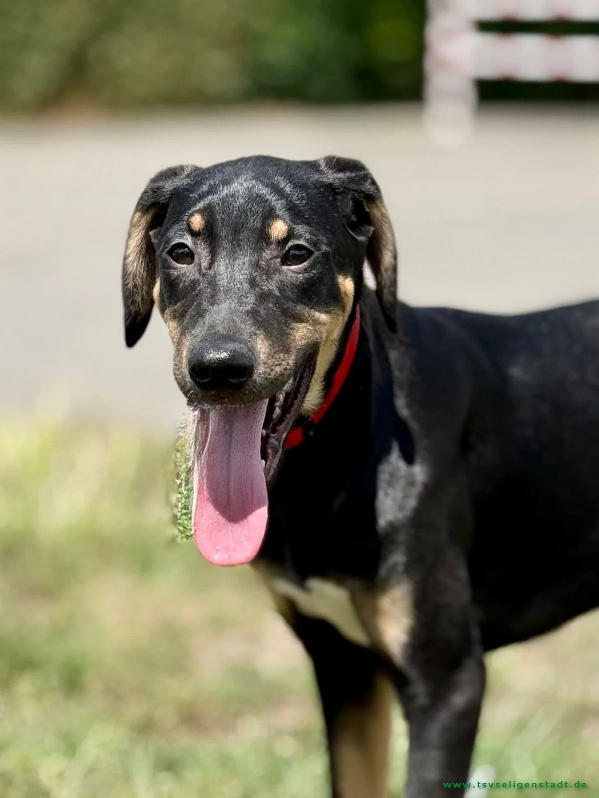 Happy – junge Schönheit sucht ihr Für-Immer-Zuhause 🐾, female puppy Mixed Breed for adoption at Tierschutzverein Seligenstadt e.V.