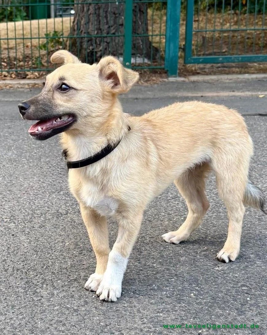 Zeda – kleine Herzenshündin sucht ihr Für-immer-Zuhause 🐾❤️, female young Mixed Breed for adoption at Tierschutzverein Seligenstadt e.V.