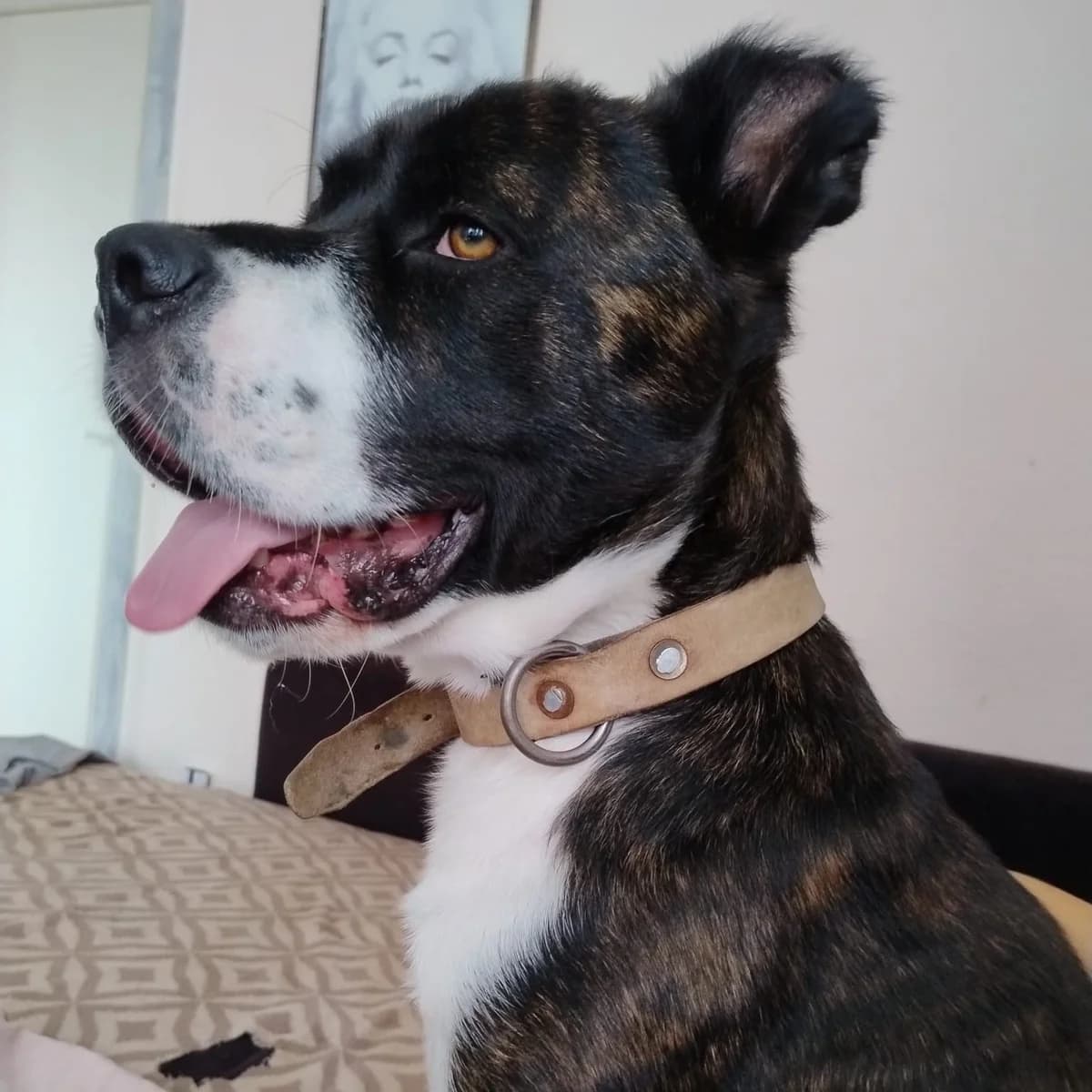 Paul, female Mixed Breed for adoption at Underdog Rescue e.V.
