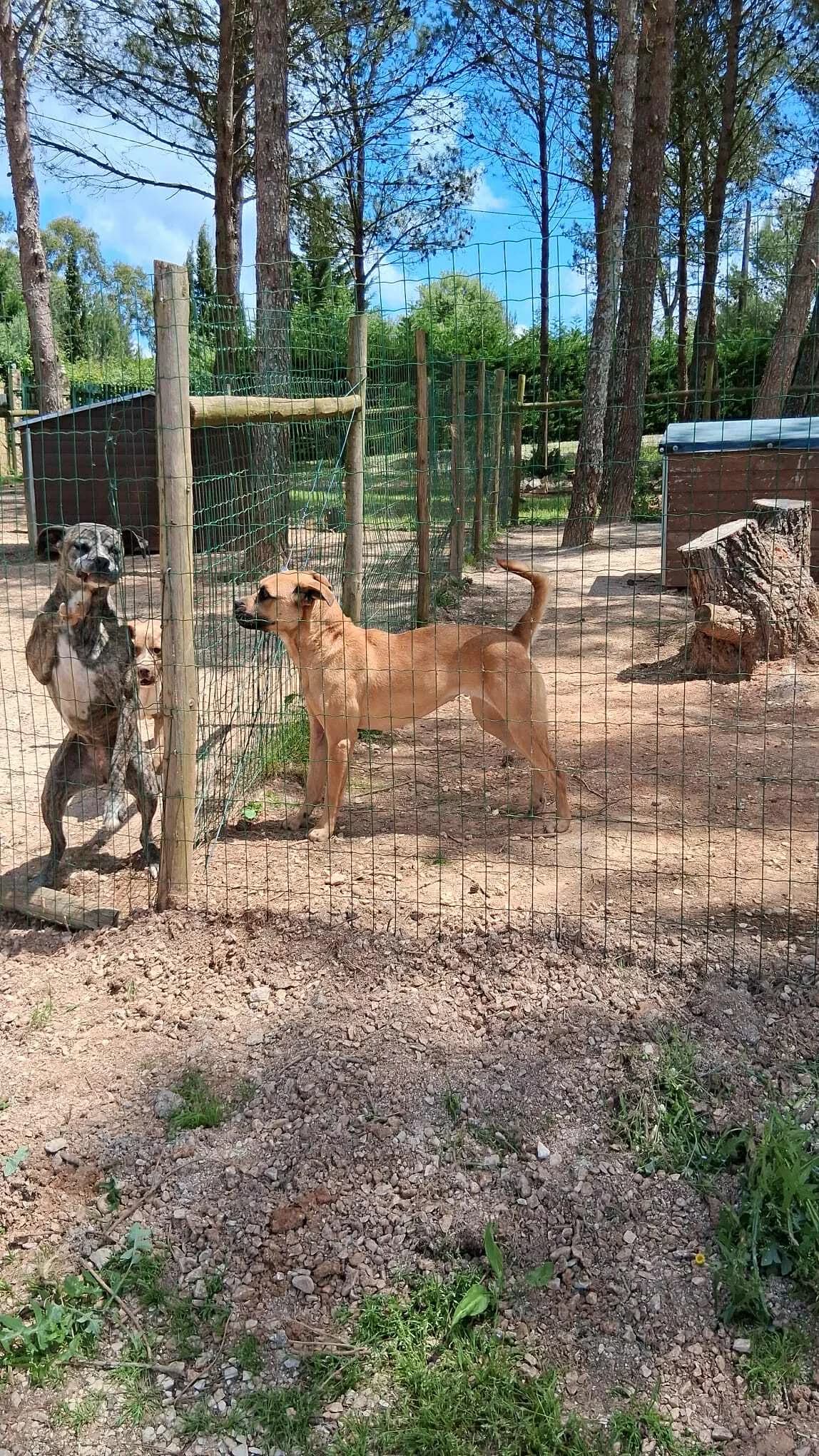 YARA, female 4yo Belgian Malinois for adoption at Underdog Rescue e.V.