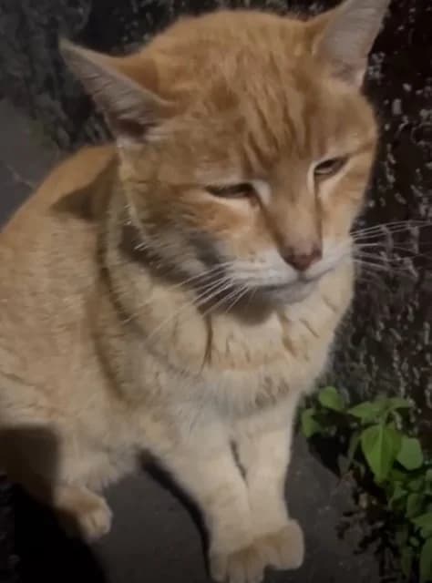 Garfield, male Mixed Breed for adoption at Vamos lá Madeira e.V.