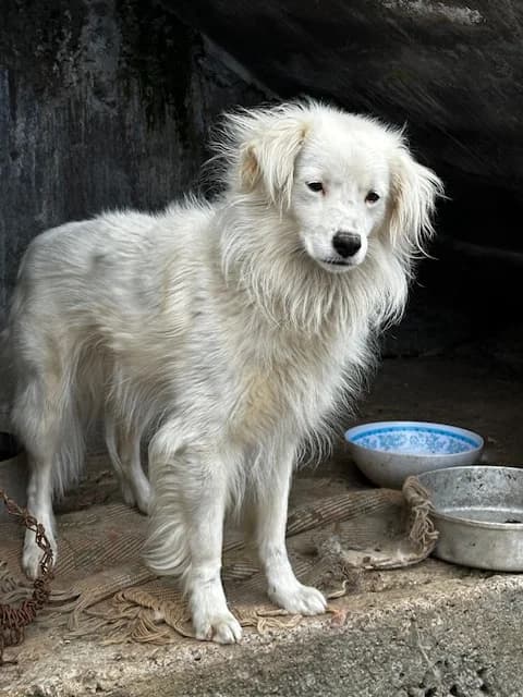 Lucky, male Mixed Breed for adoption at Vamos lá Madeira e.V.