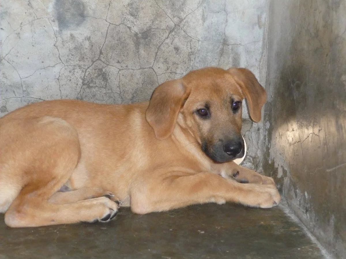 Pepsi, male senior Mixed Breed for adoption at Vamos lá Madeira e.V.