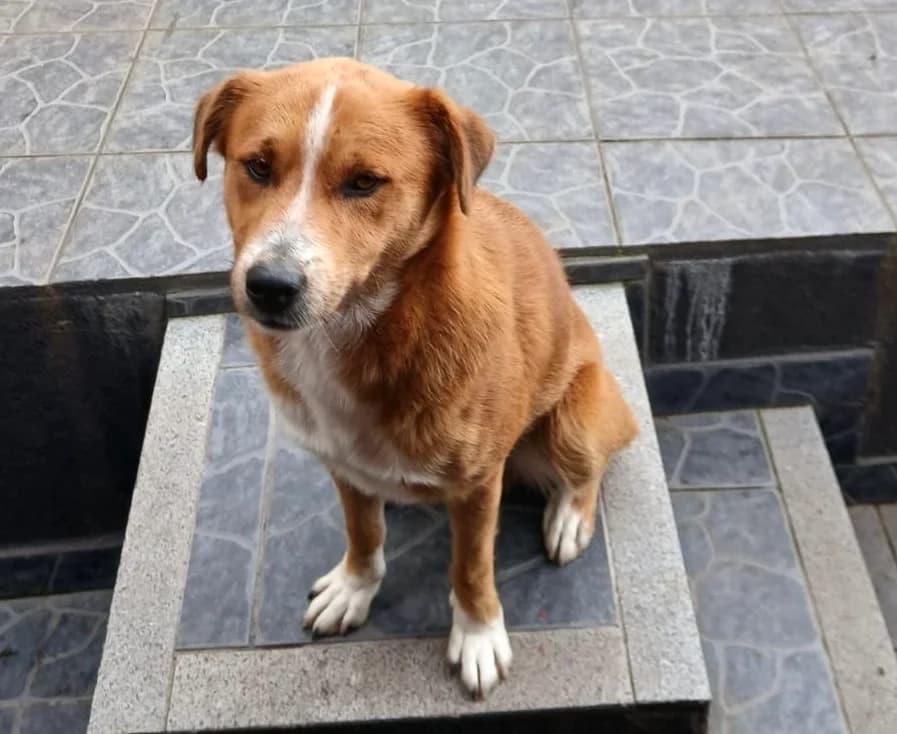 Piloto, male Mixed Breed for adoption at Vamos lá Madeira e.V.