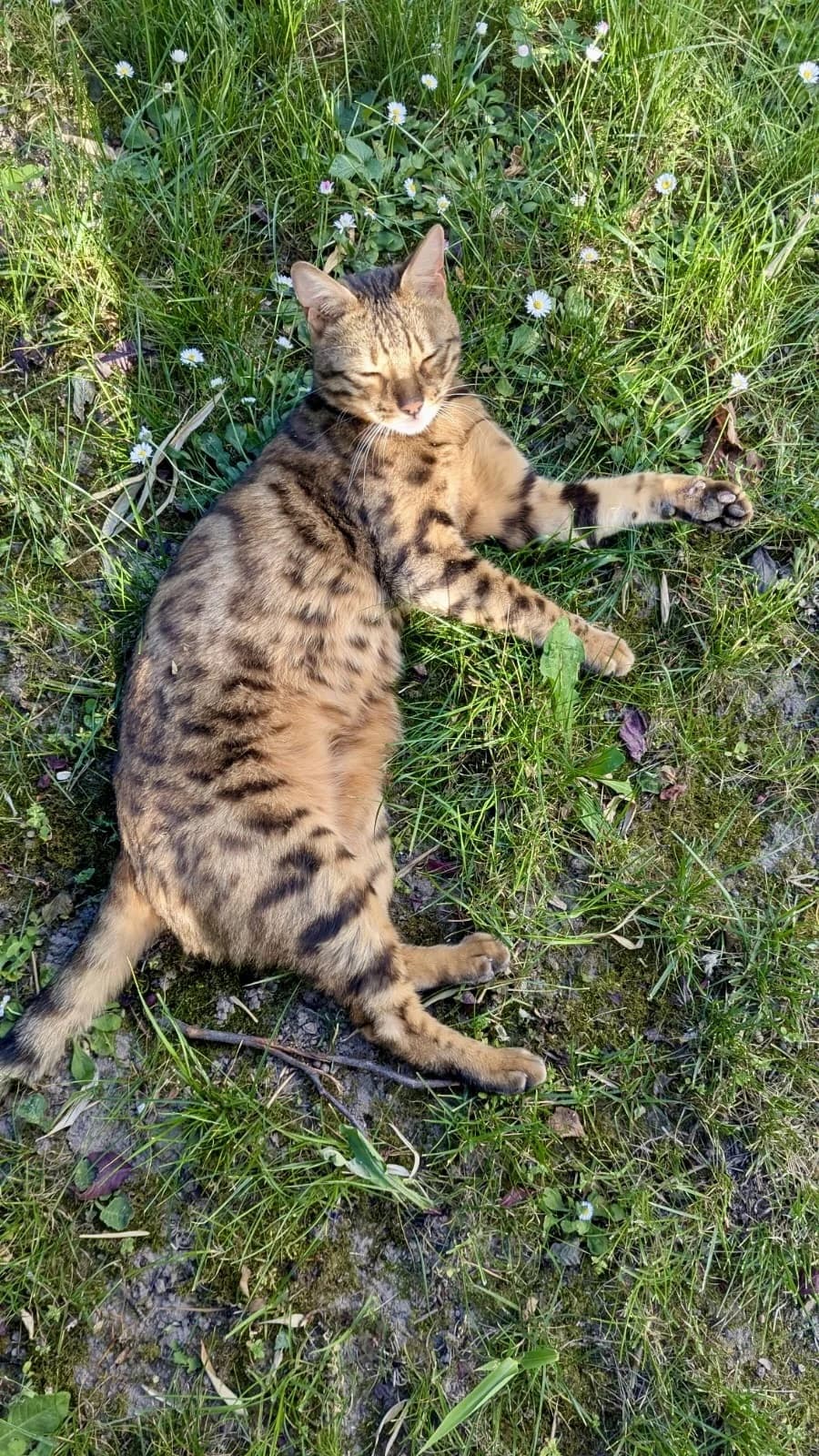 Barry, male 3yo Bengal for adoption at Verein Tatzenliebe, Mainz