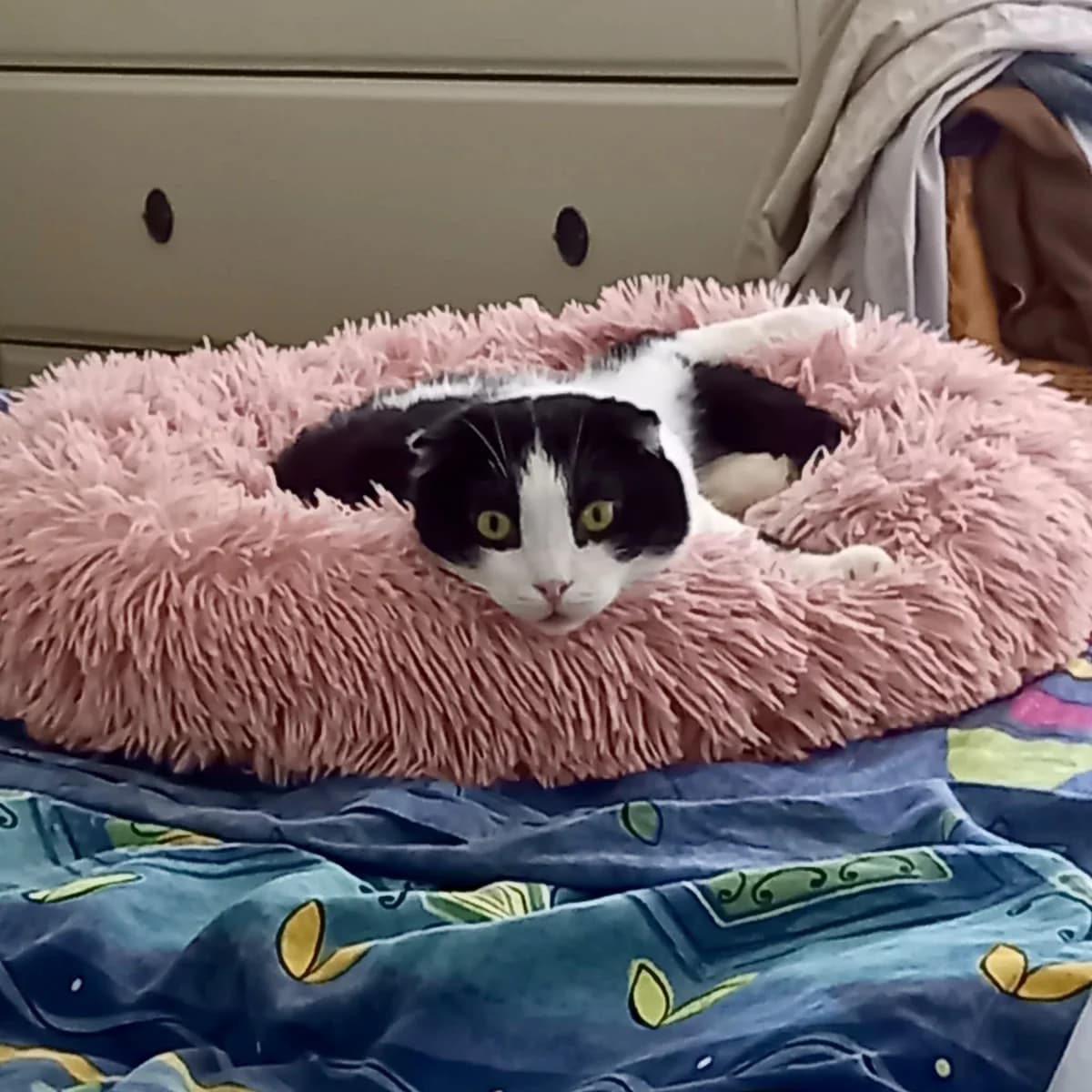 Charlie, male 3yo British Shorthair for adoption at Verein Tatzenliebe, Mainz