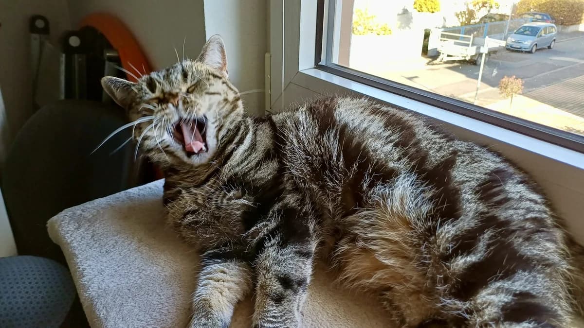 Lilly,  senior British Shorthair for adoption at Verein Tatzenliebe, Mainz