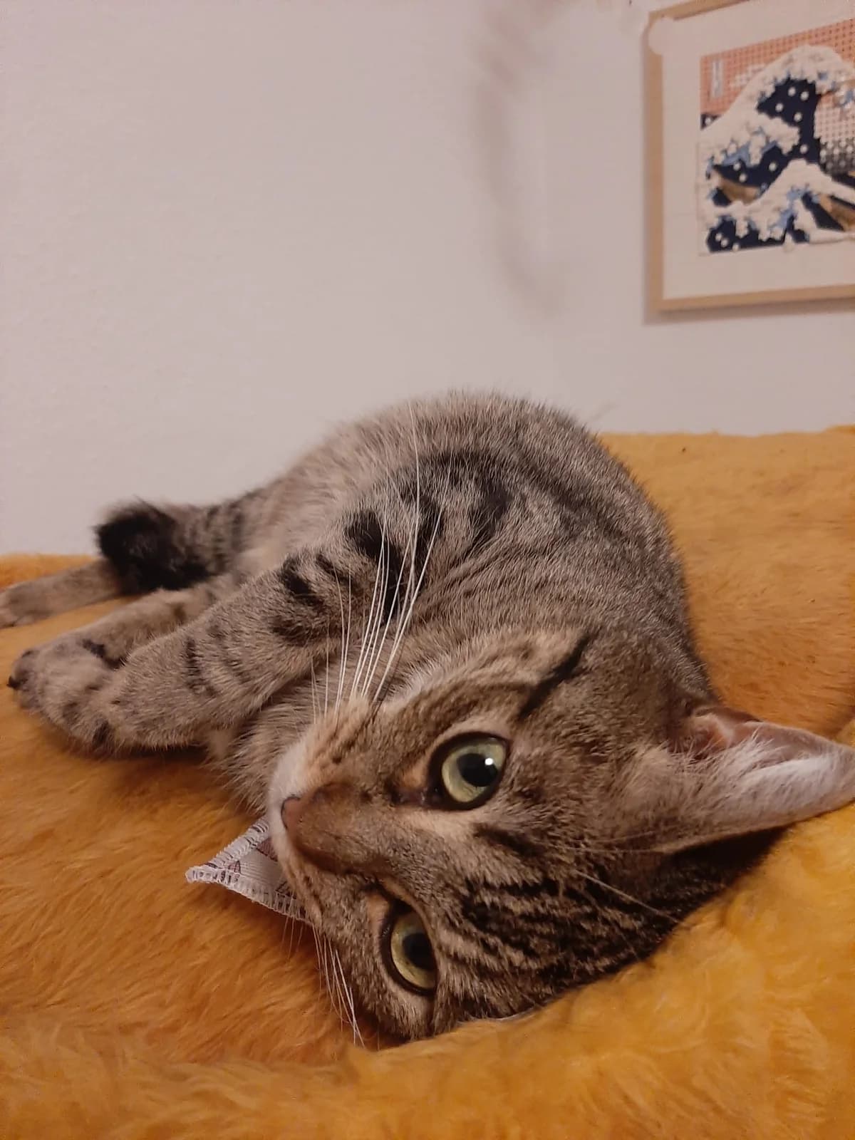 Sissi, senior European Shorthair for adoption at Verein Tatzenliebe, Mainz