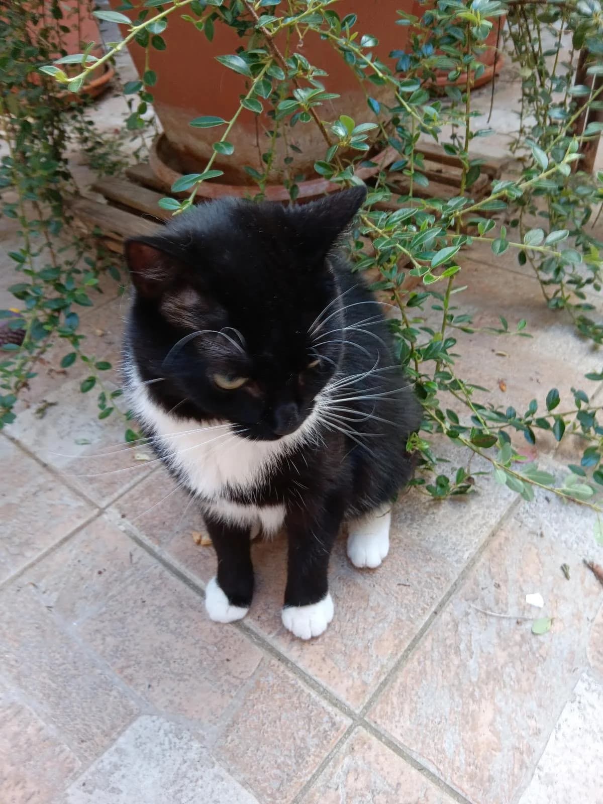 Sofie,  young European Shorthair for adoption at Verein Tatzenliebe, Mainz