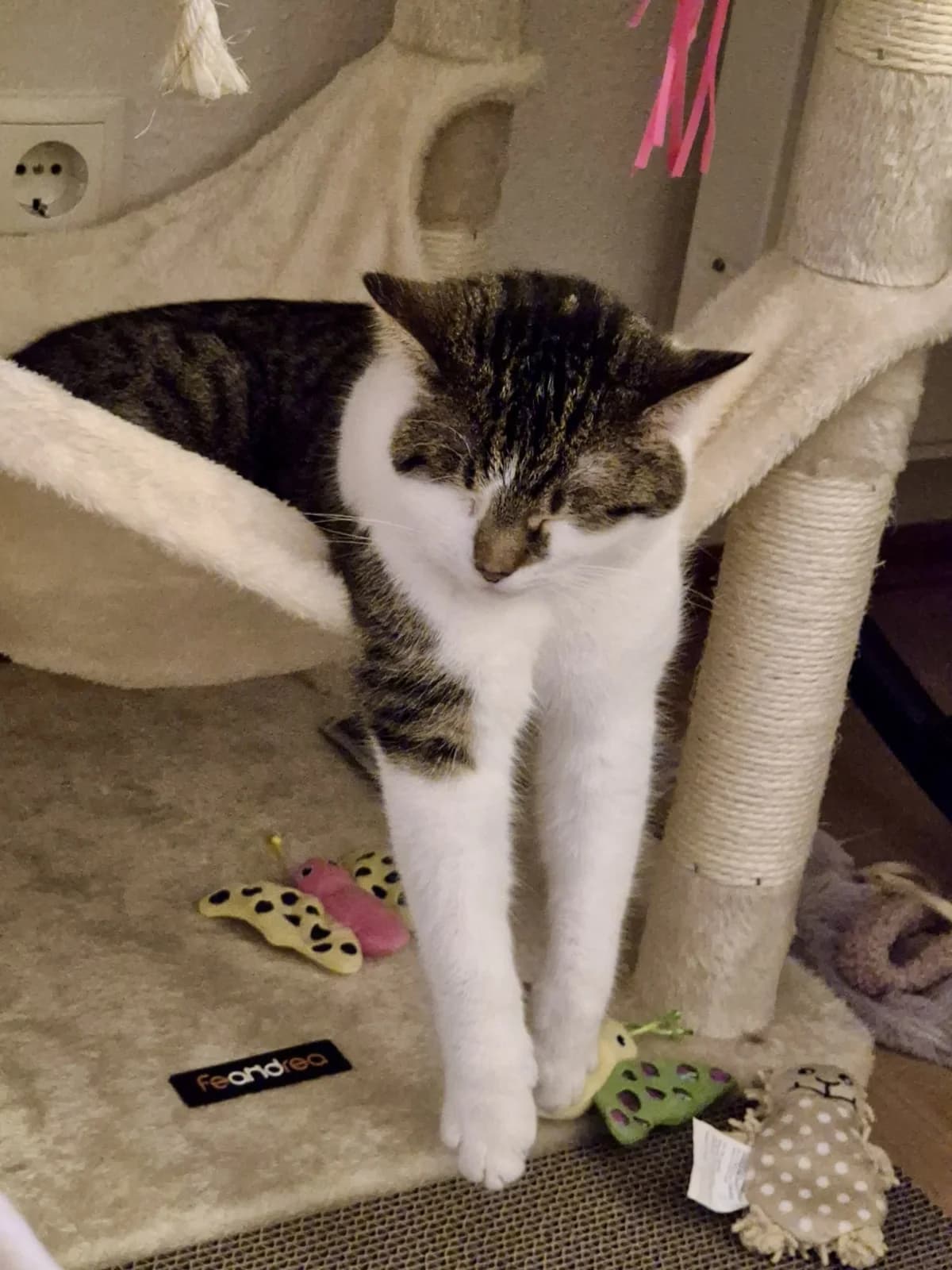 Solana,  young European Shorthair for adoption at Verein Tatzenliebe, Mainz