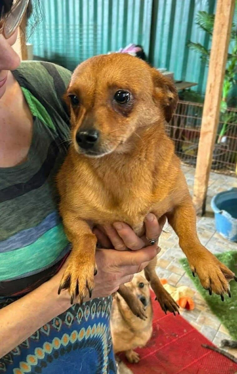 Crystal, female young Mixed Breed for adoption at Vierbeiner in Not e.V.
