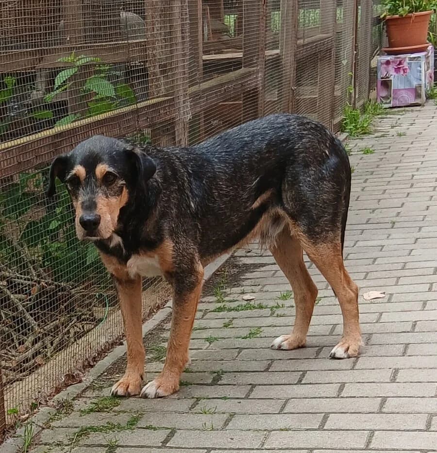 Milan, male senior Mixed Breed for adoption at Vierbeiner in Not e.V.