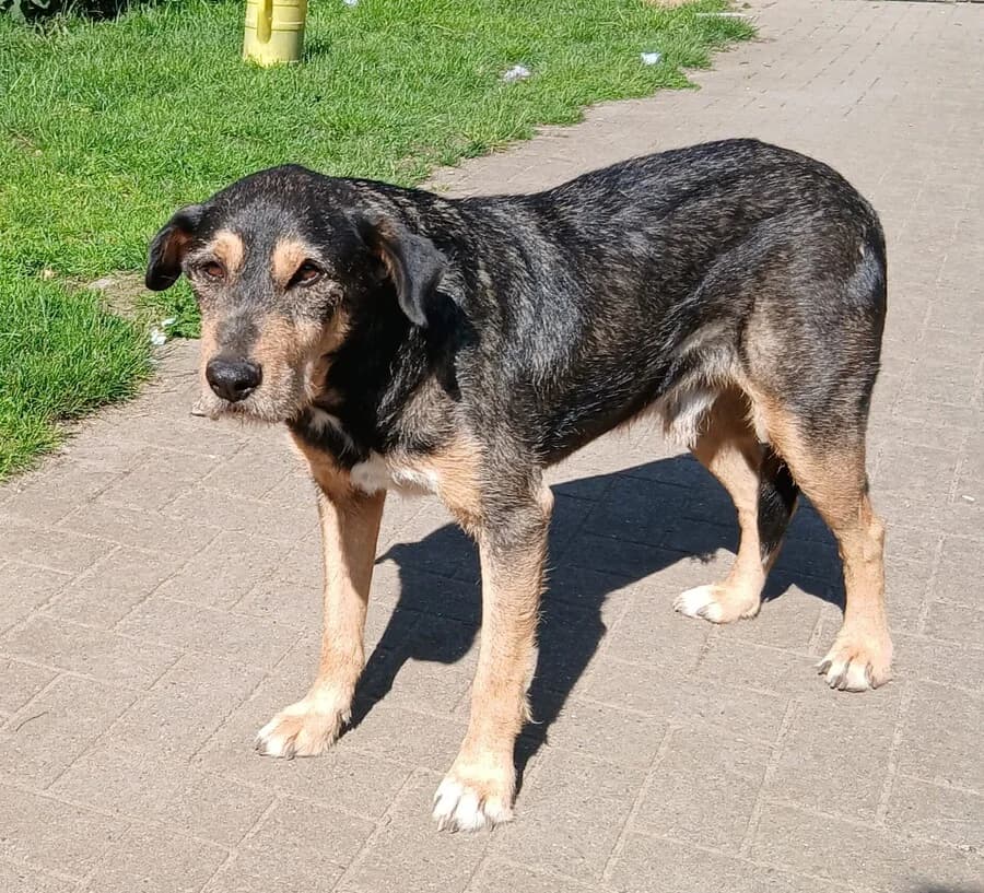 Milan, male senior Mixed Breed for adoption at Vierbeiner in Not e.V.