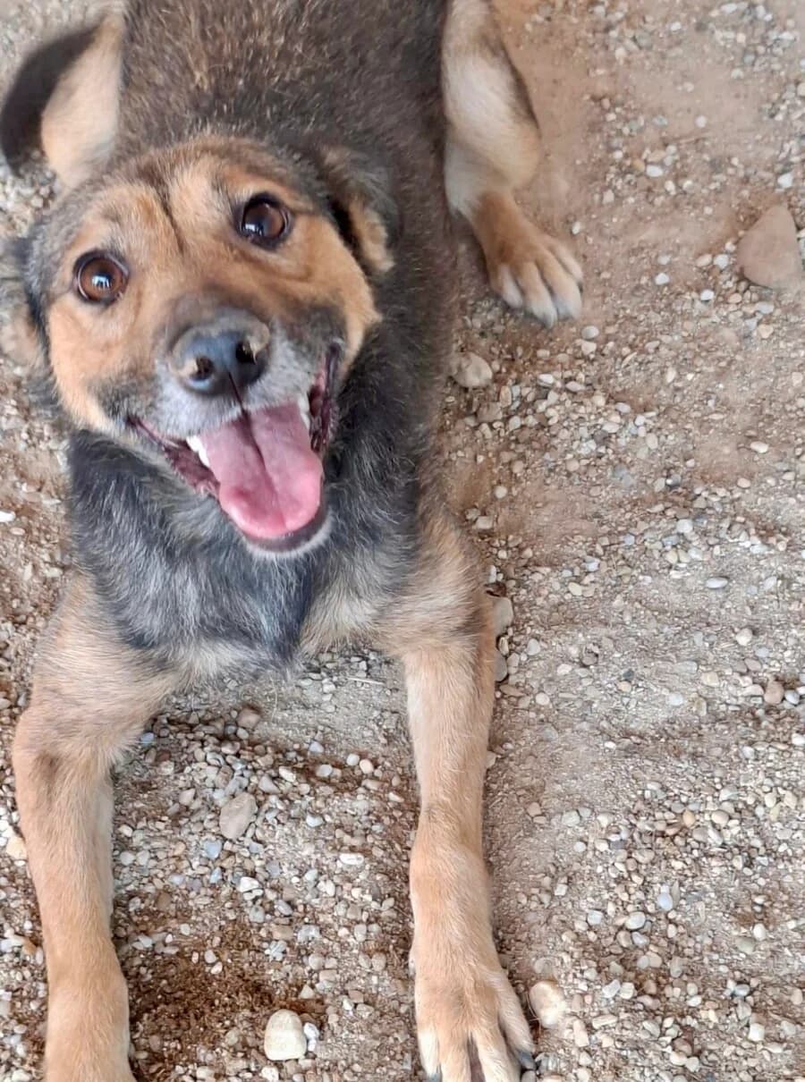 Milva, female young Mixed Breed for adoption at Vierbeiner in Not e.V.