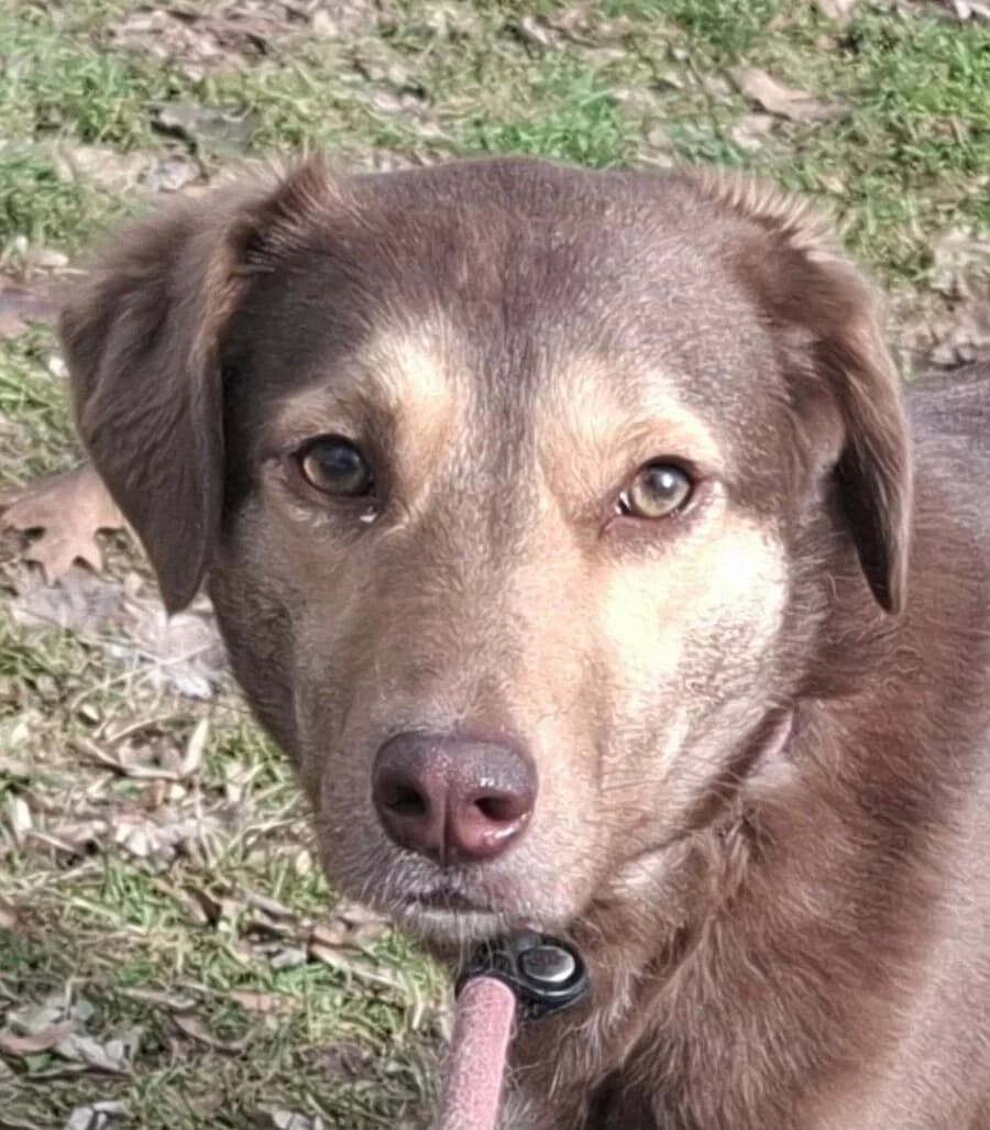 Moritz, male 3yo Mixed Breed for adoption at Vierbeiner in Not e.V.