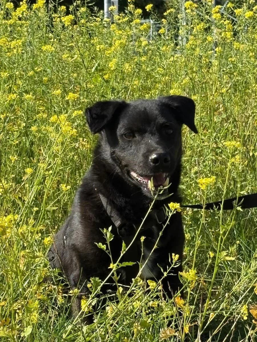 Randy, male 5yo Mixed Breed for adoption at Vierbeiner in Not e.V.