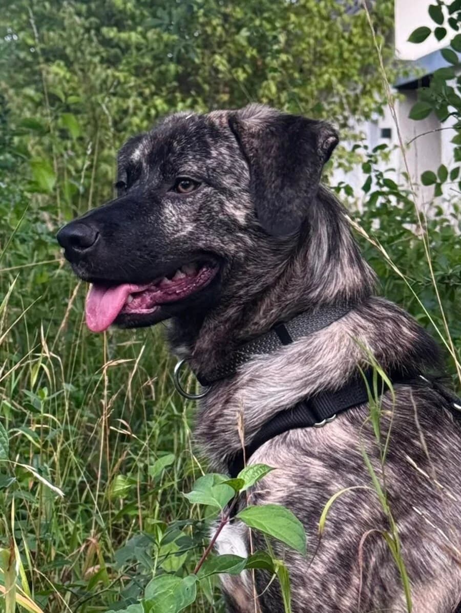 Radu, male young Mixed Breed for adoption at Vierbeiner in Not e.V.