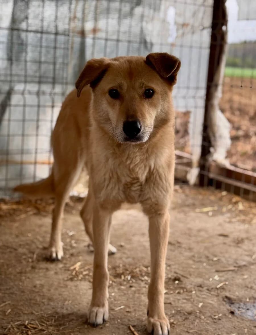 Maya, female senior Mixed Breed for adoption at Vierbeiner in Not e.V.