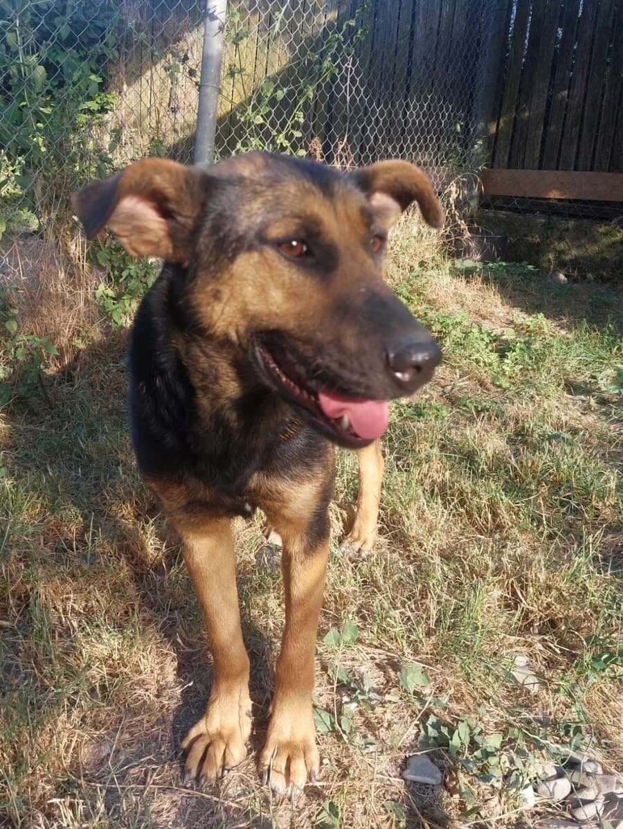 Yuma, female 4yo Mixed Breed for adoption at Vierbeiner in Not e.V.