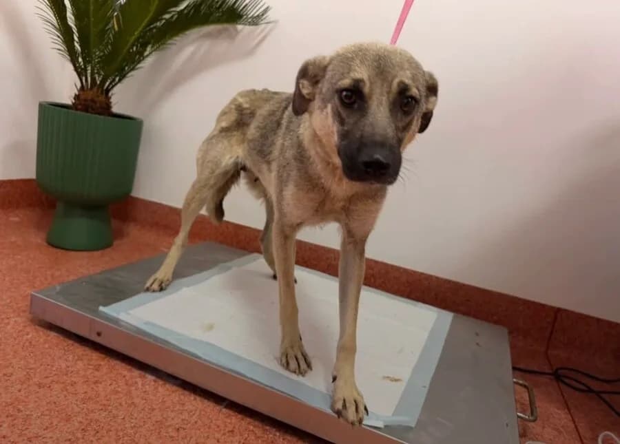 Anila, female young Mixed Breed for adoption at Vierbeiner in Not e.V.