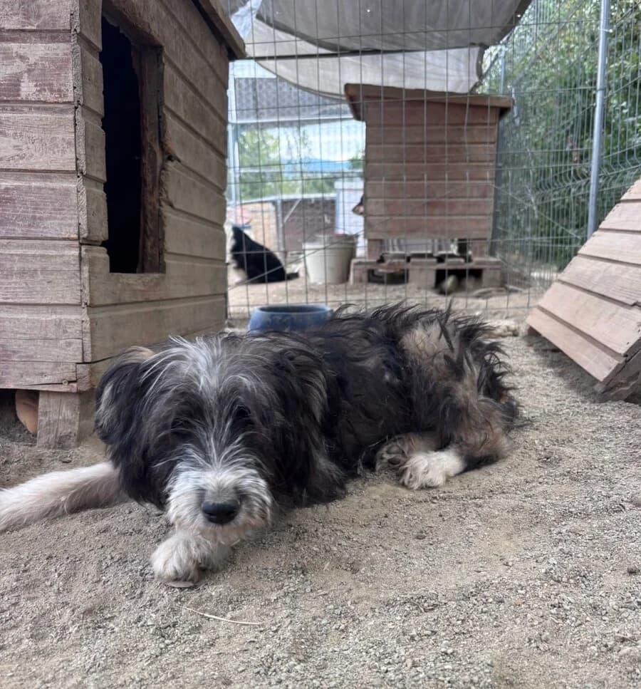Amigo, male puppy Mixed Breed for adoption at Vierbeiner in Not e.V.