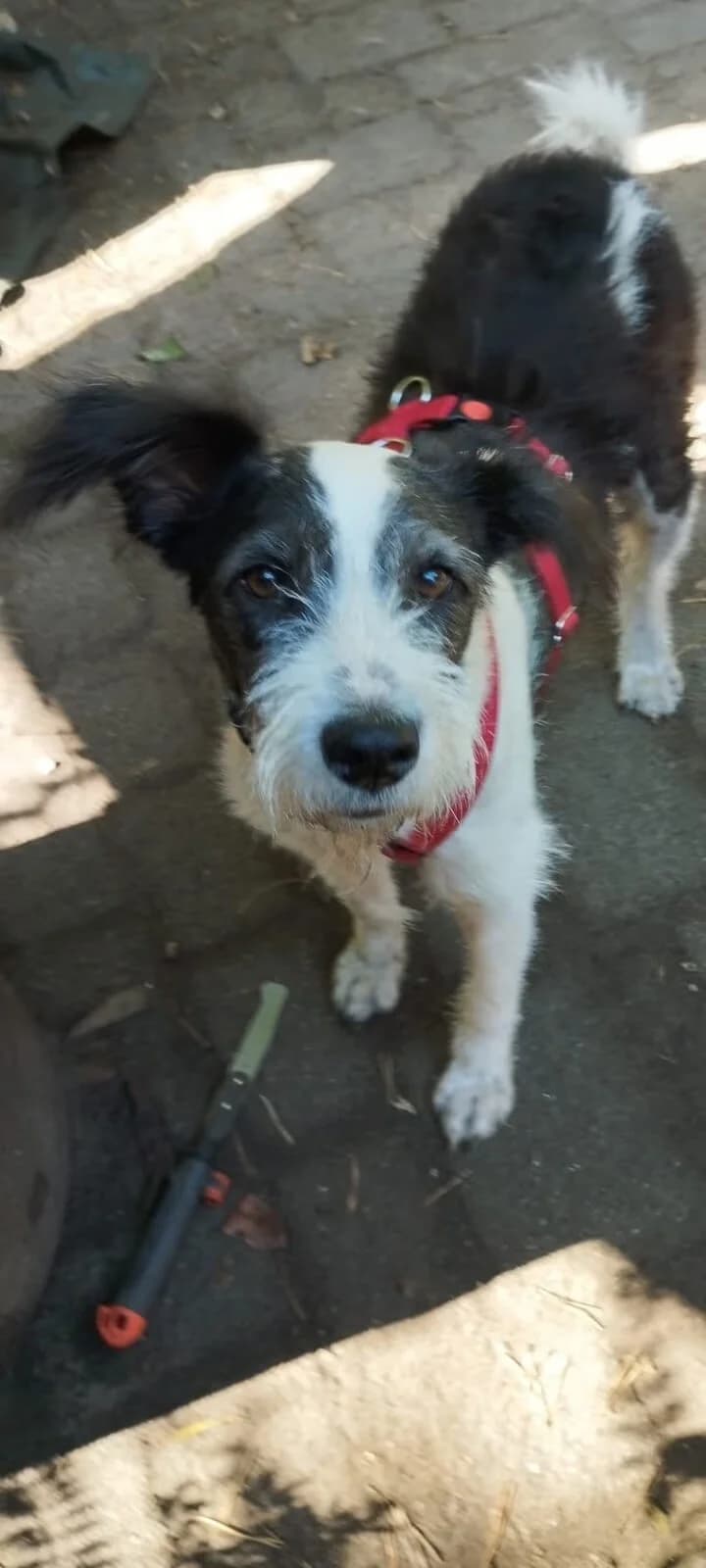 Maria, female 5yo Mixed Breed for adoption at Vierbeiner in Not e.V.