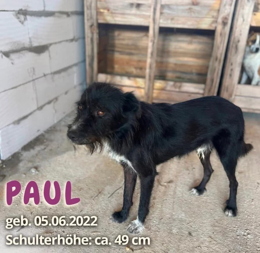 Paul, male 4yo Mixed Breed for adoption at Vierbeiner in Not e.V.