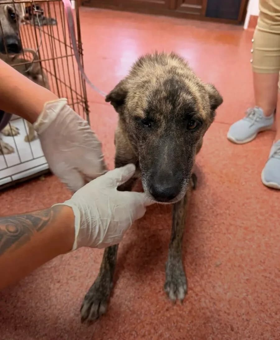 Jarah, female young Mixed Breed for adoption at Vierbeiner in Not e.V.