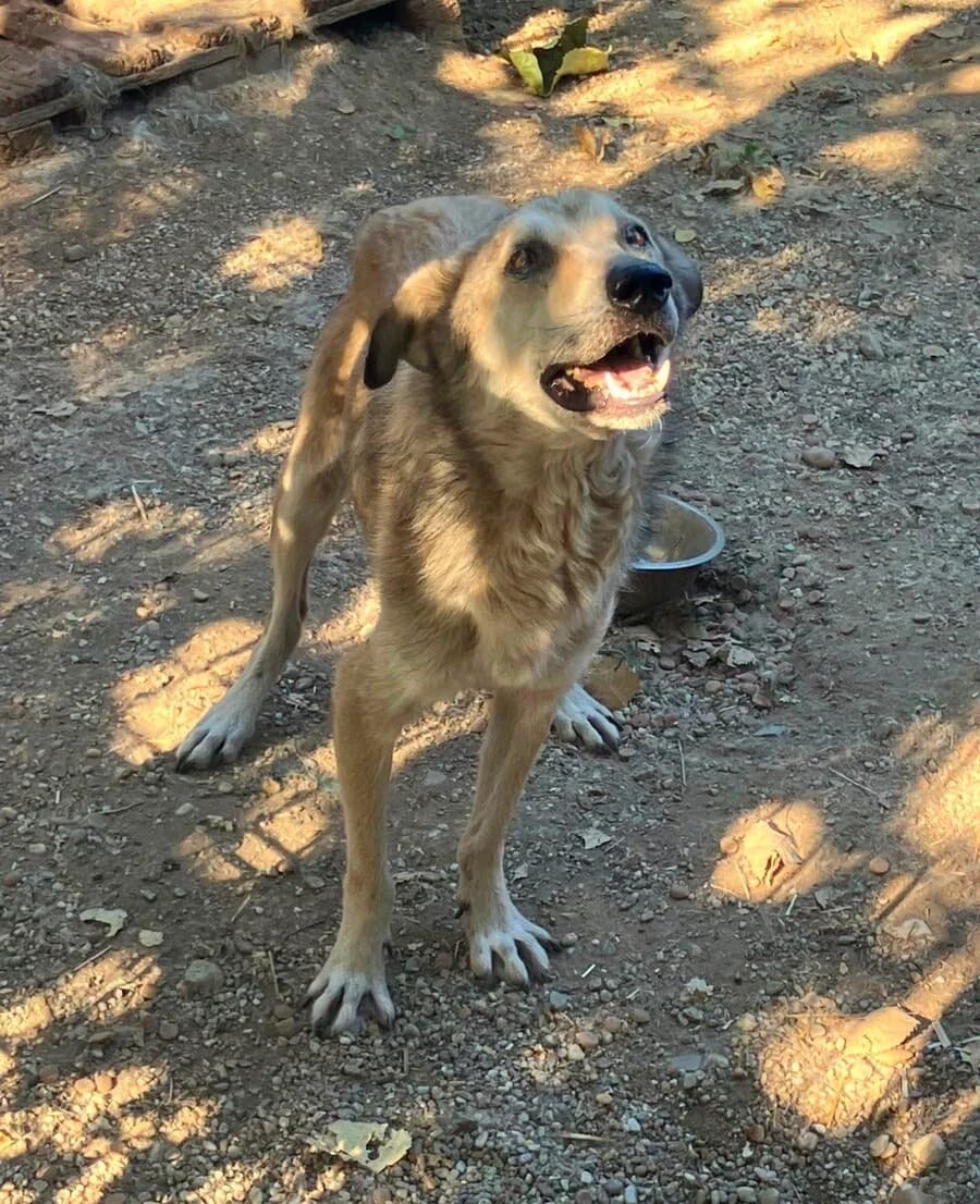 Roko, male 7yo Mixed Breed for adoption at Vierbeiner in Not e.V.