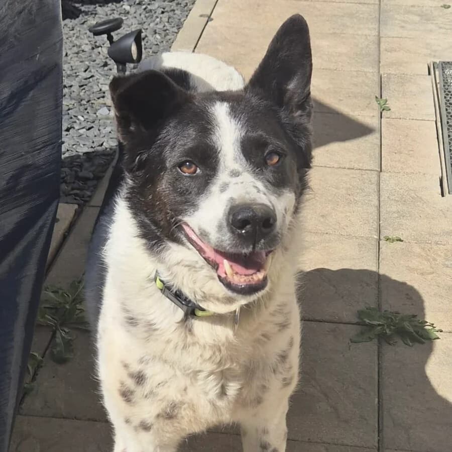 Rudi, male senior Mixed Breed for adoption at Vierbeiner in Not e.V.