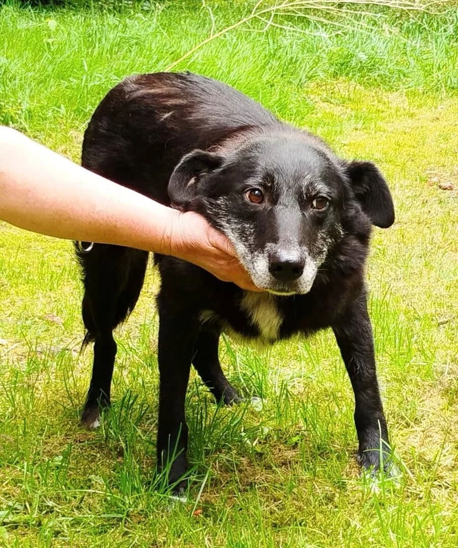 Kalle, male senior Mixed Breed for adoption at Vierbeiner in Not e.V.