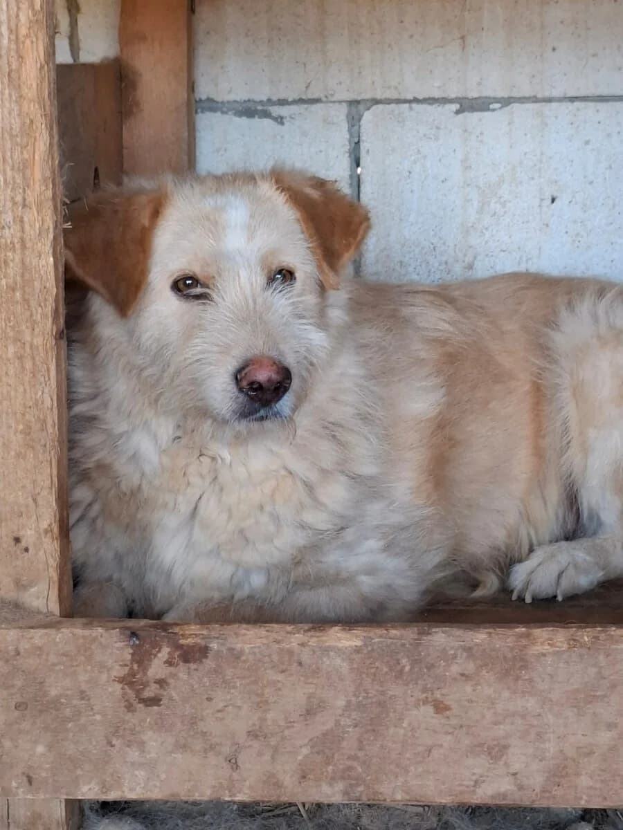 Rufus, male 6yo Mixed Breed for adoption at Vierbeiner in Not e.V.