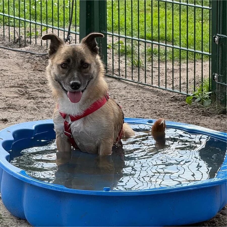 Mikka, male 7yo Mixed Breed for adoption at Vierbeiner in Not e.V.