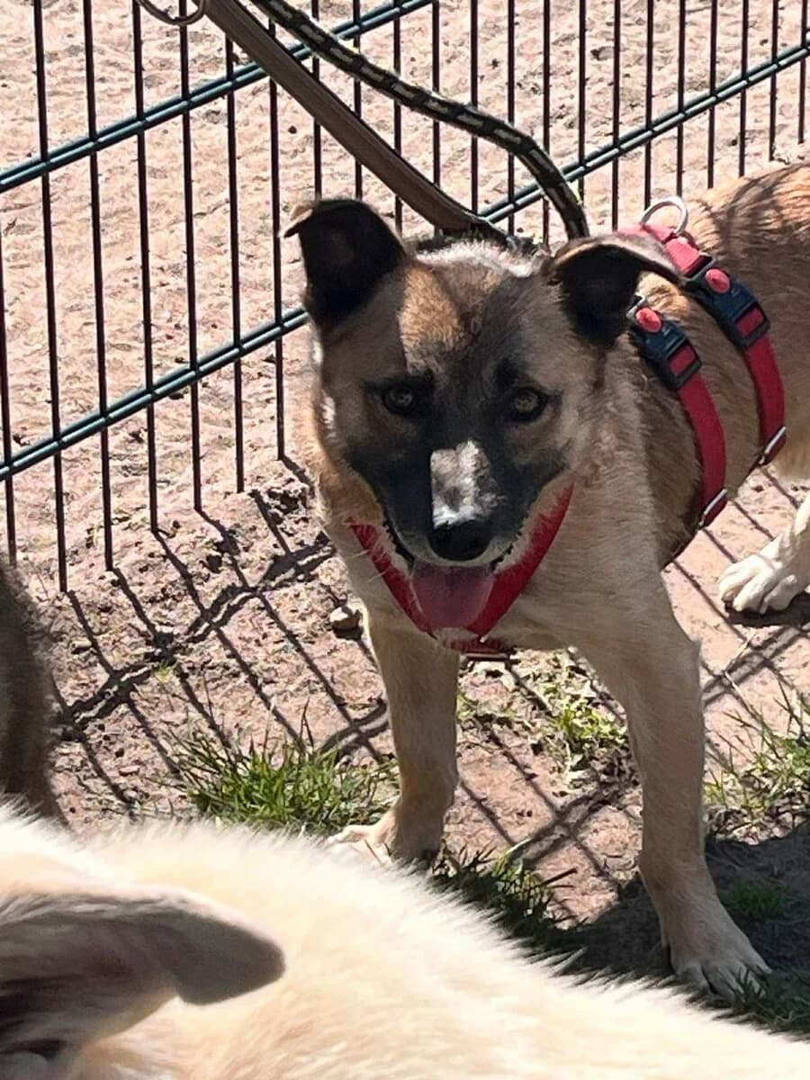Mikka, male 7yo Mixed Breed for adoption at Vierbeiner in Not e.V.