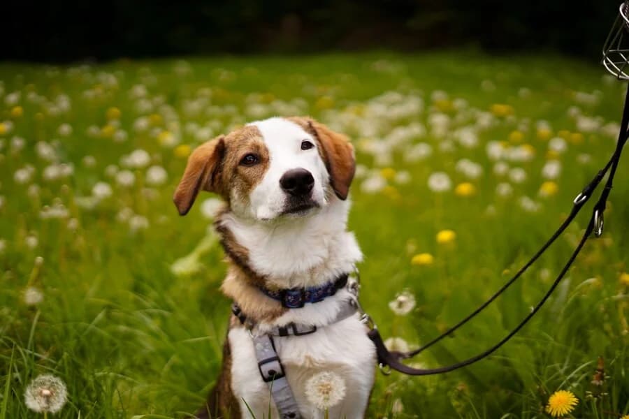 Lois, male young Mixed Breed for adoption at Vierbeiner in Not e.V.