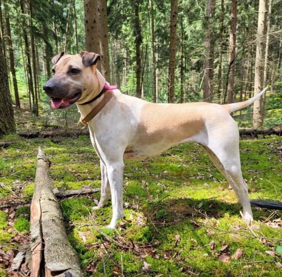 Milla, female 4yo Mixed Breed for adoption at Vierbeiner in Not e.V.