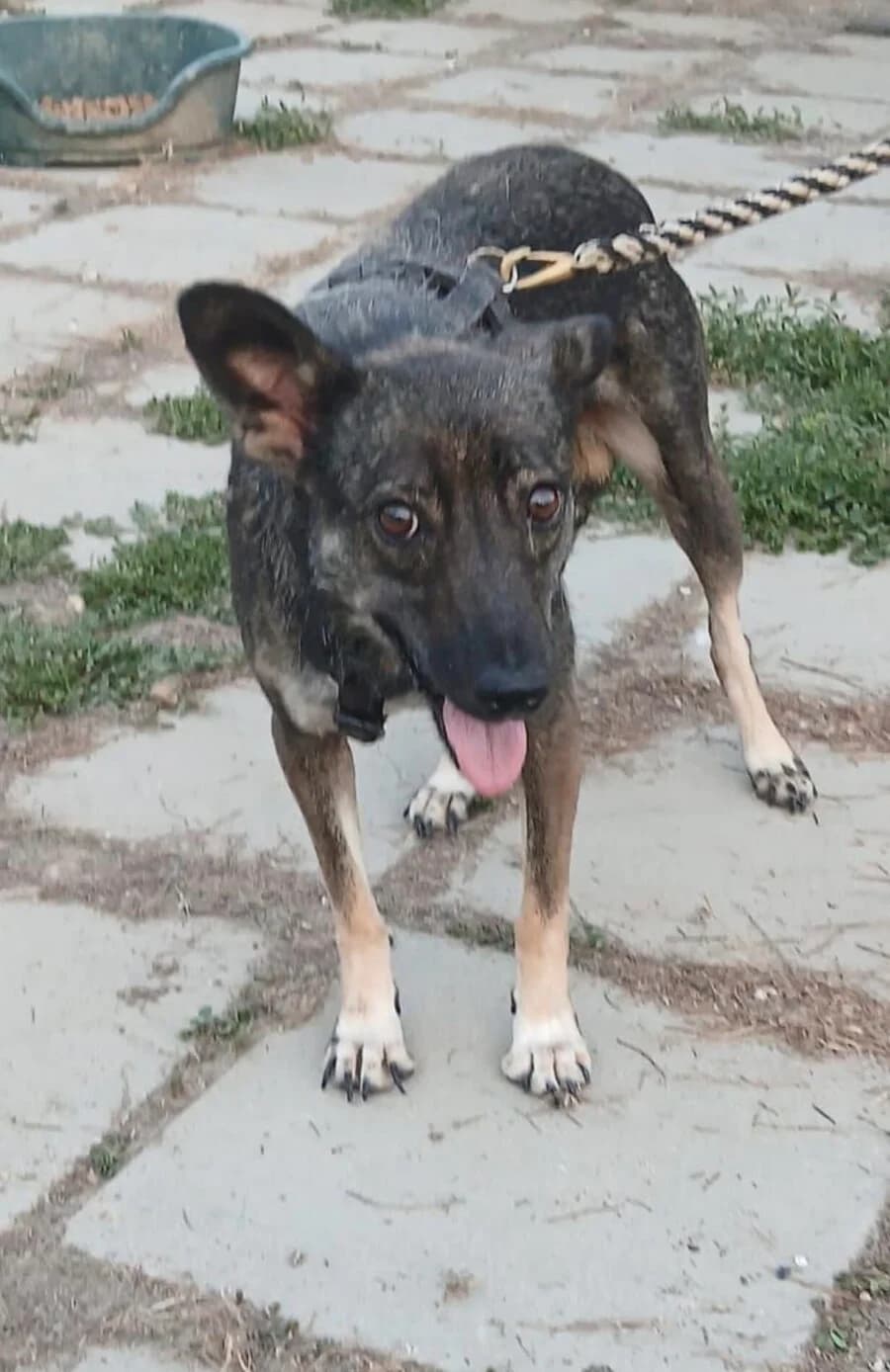 Leyla, female 4yo Mixed Breed for adoption at Vierbeiner in Not e.V.