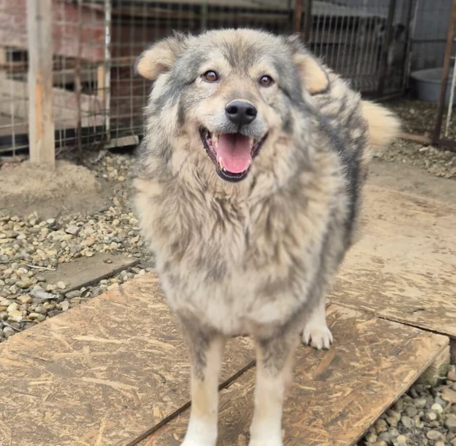 Teddy, male 4yo Mixed Breed for adoption at Vierbeiner in Not e.V.
