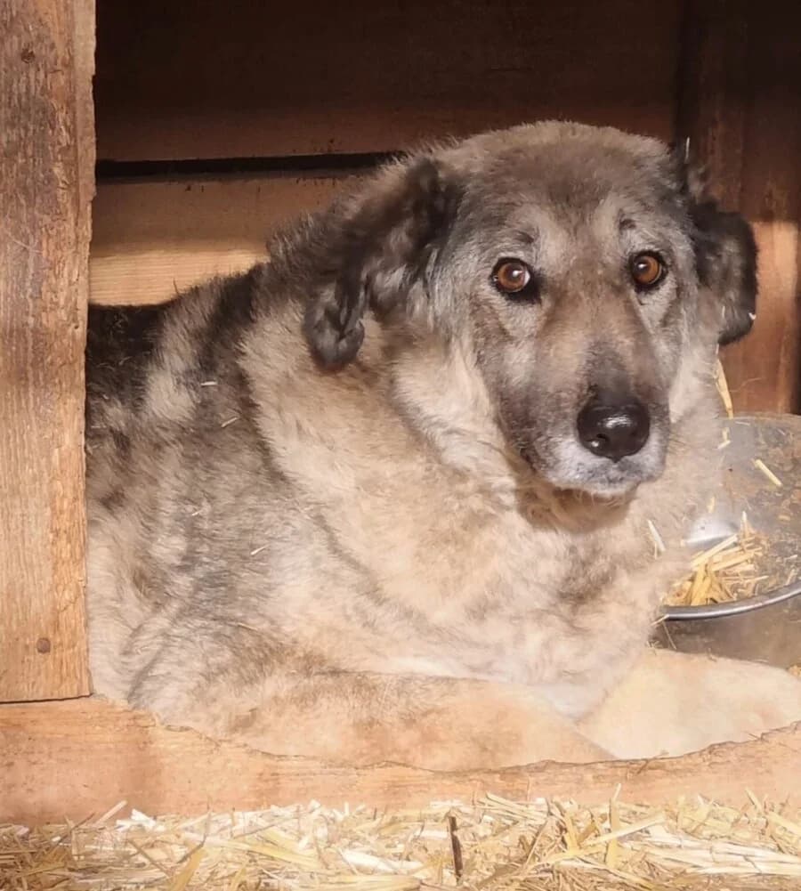 Daka, female 7yo Mixed Breed for adoption at Vierbeiner in Not e.V.