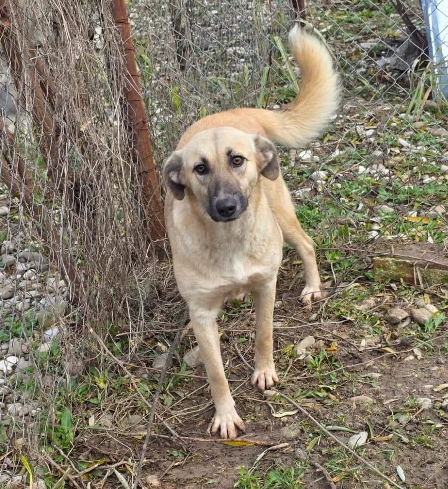 Sumi, female young Mixed Breed for adoption at Vierbeiner in Not e.V.