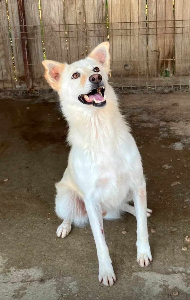 Avali, male senior Mixed Breed for adoption at Vierbeiner in Not e.V.