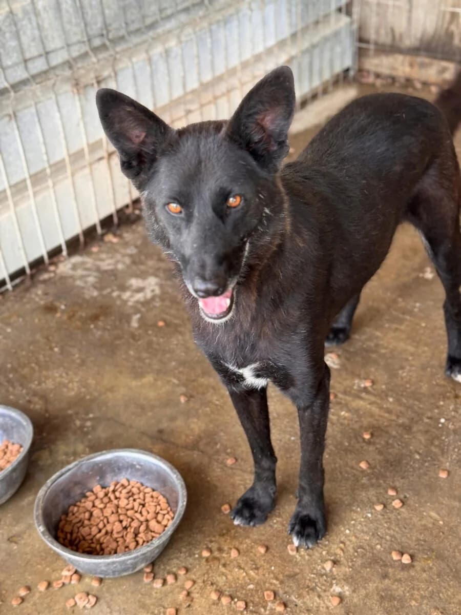 Lennox, male 7yo Mixed Breed for adoption at Vierbeiner in Not e.V.