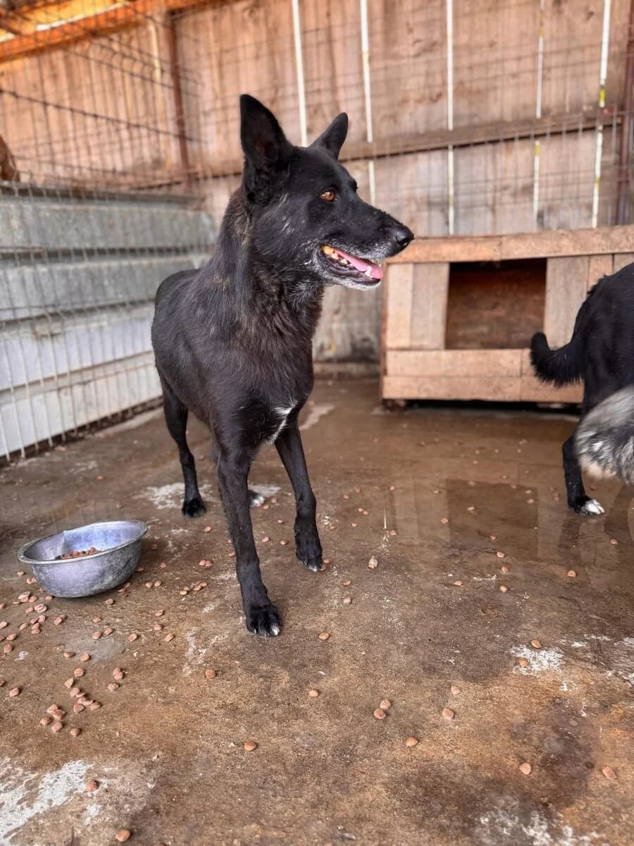 Lennox, male 7yo Mixed Breed for adoption at Vierbeiner in Not e.V.