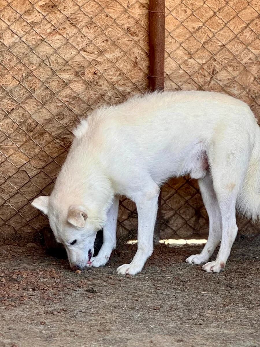 Lupus, male senior Mixed Breed for adoption at Vierbeiner in Not e.V.