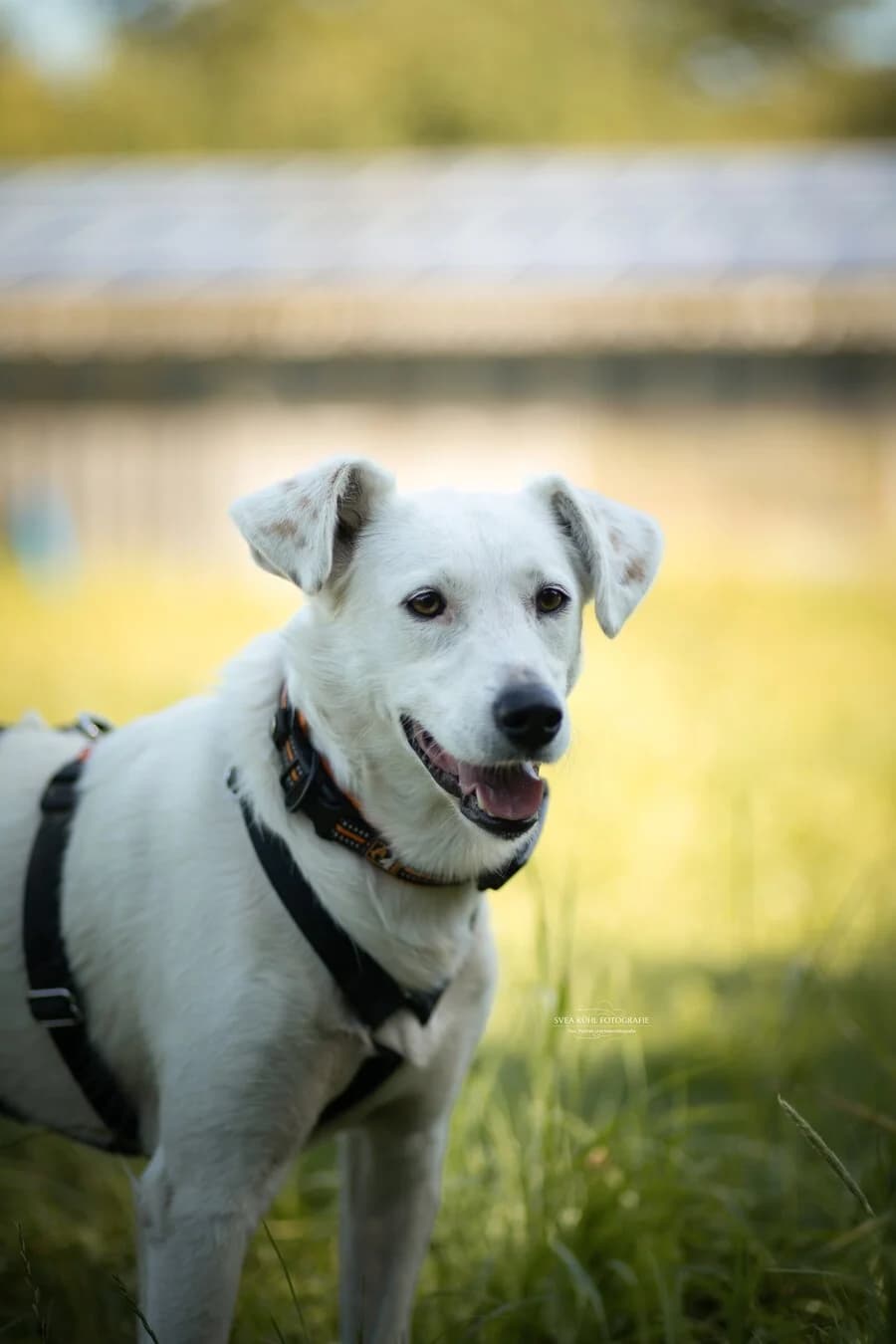 Grady, male 4yo Mixed Breed for adoption at Vierbeiner in Not e.V.